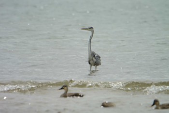 Grey Heron 高松干潟(四日市) Sat, 10/8/2022