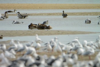 Northern Pintail 高松干潟(四日市) Sat, 10/8/2022