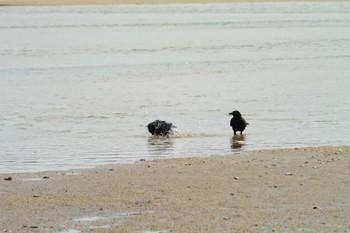 Carrion Crow 高松干潟(四日市) Sat, 10/8/2022