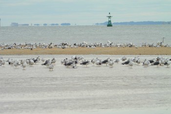 Sat, 10/8/2022 Birding report at 高松干潟(四日市)