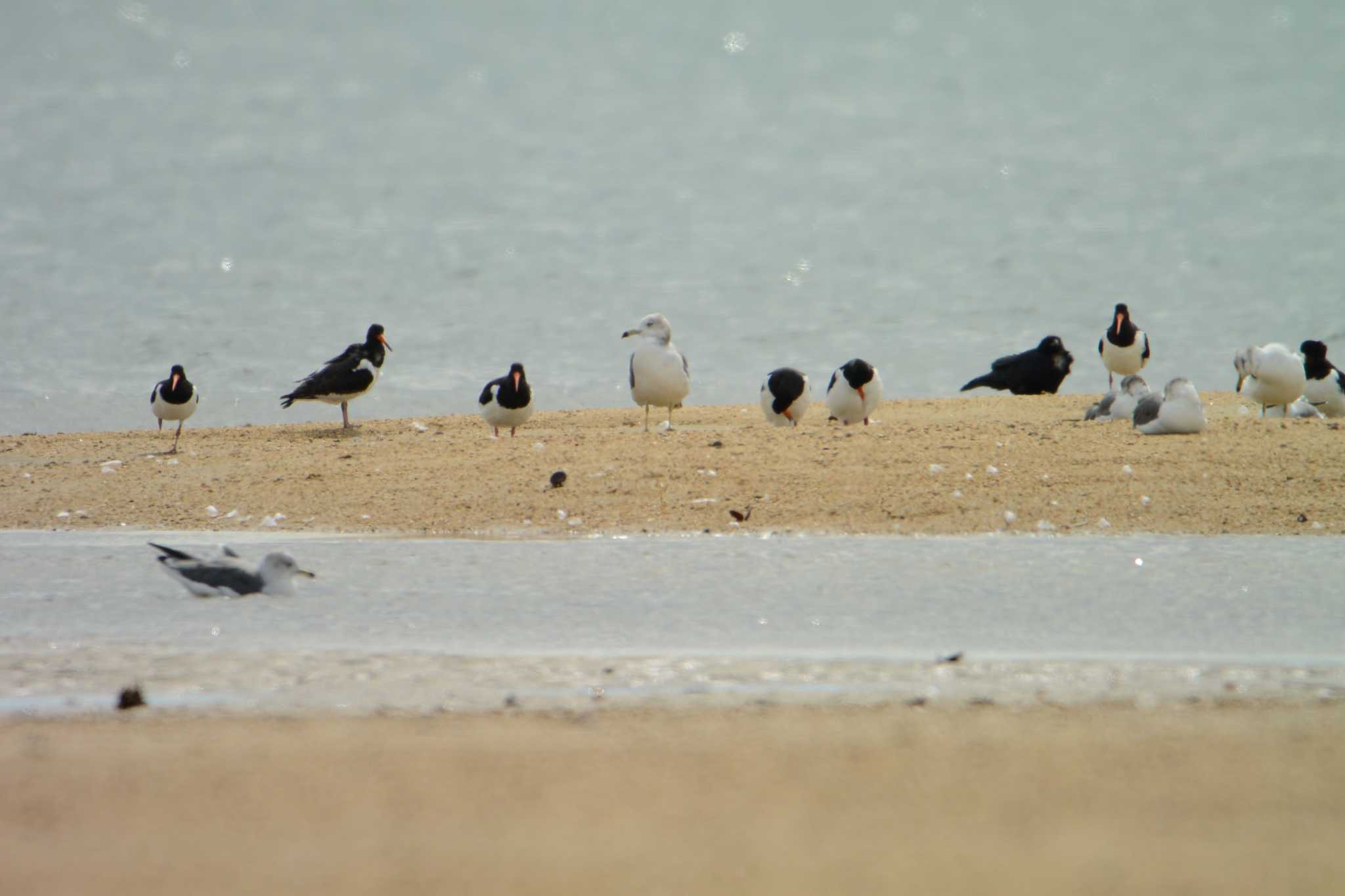 Photo of Eurasian Oystercatcher at 高松干潟(四日市) by sword-fish8240