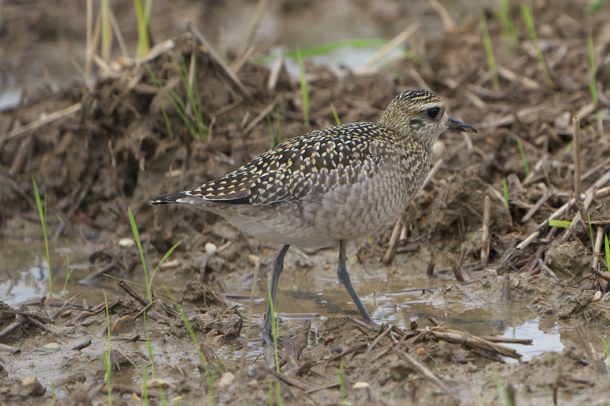 Photo of Pacific Golden Plover at 神戸市西区 by 禽好き