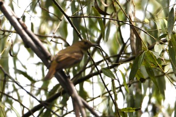 Narcissus Flycatcher Akigase Park Fri, 10/7/2022