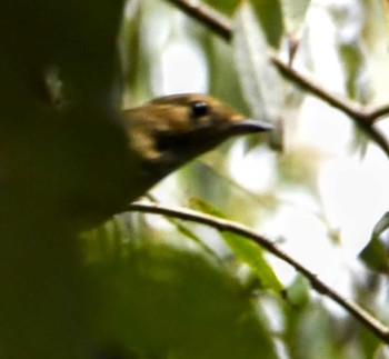 Narcissus Flycatcher Akigase Park Fri, 10/7/2022