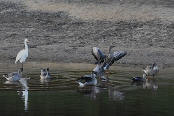 Taiga Bean Goose 雁の池(石川県珠洲市) Sat, 10/8/2022