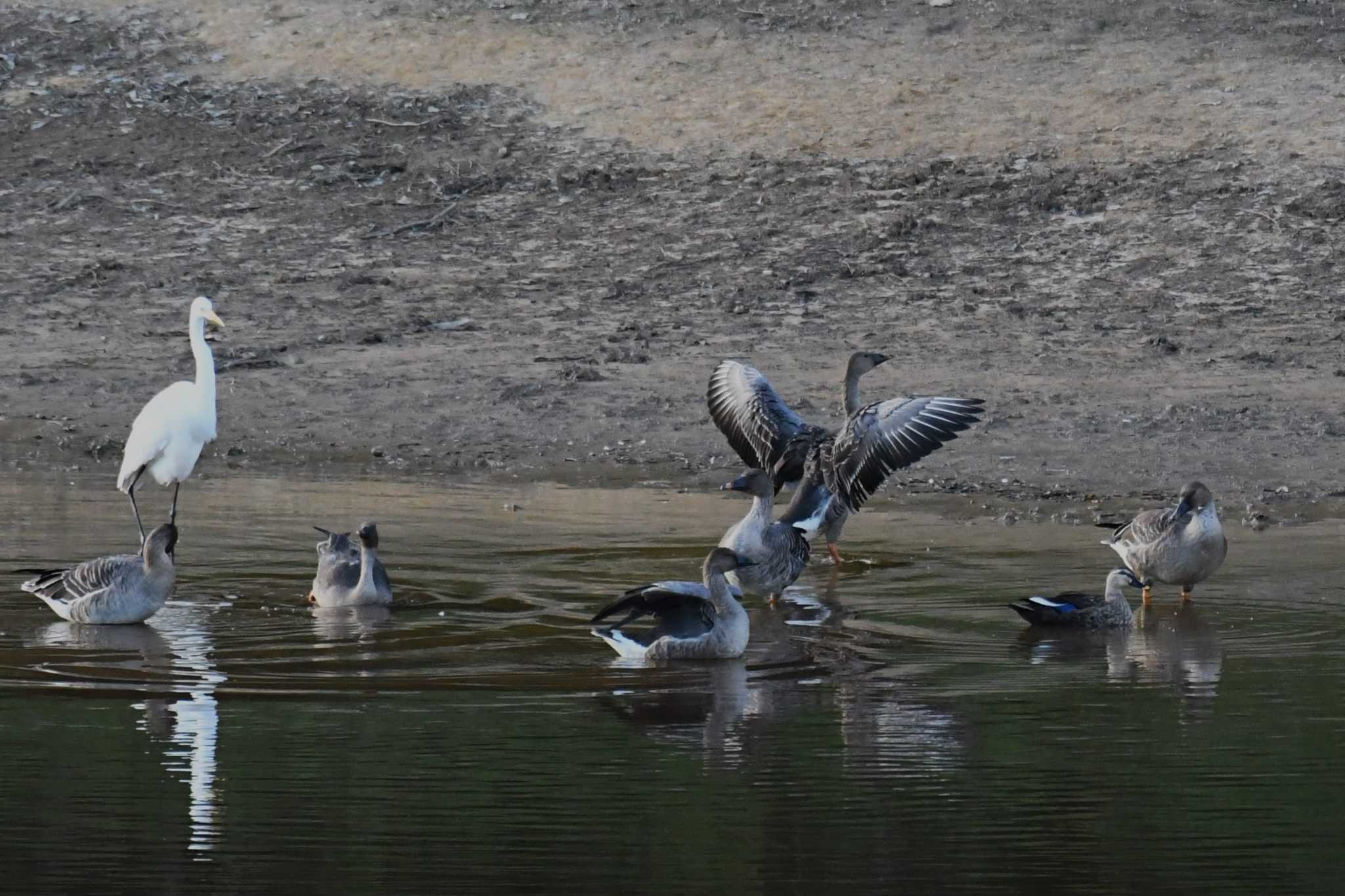 Photo of Taiga Bean Goose at 雁の池(石川県珠洲市) by Semal