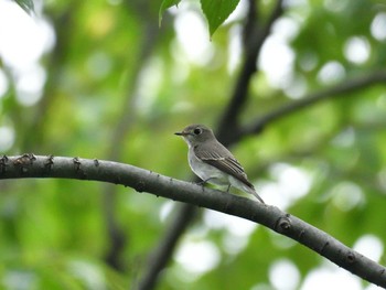 コサメビタキ 東京港野鳥公園 2022年10月8日(土)