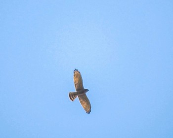 サシバ 奈良県 2022年10月2日(日)