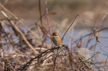 Bull-headed Shrike Gonushi Coast Wed, 12/28/2011