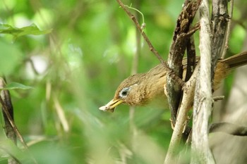 ガビチョウ 三ツ池公園(横浜市鶴見区) 2022年10月9日(日)