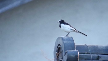 2022年10月8日(土) 京都市の野鳥観察記録