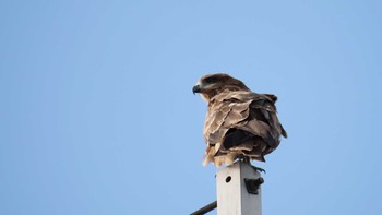 Black Kite 京都市 Sat, 10/8/2022