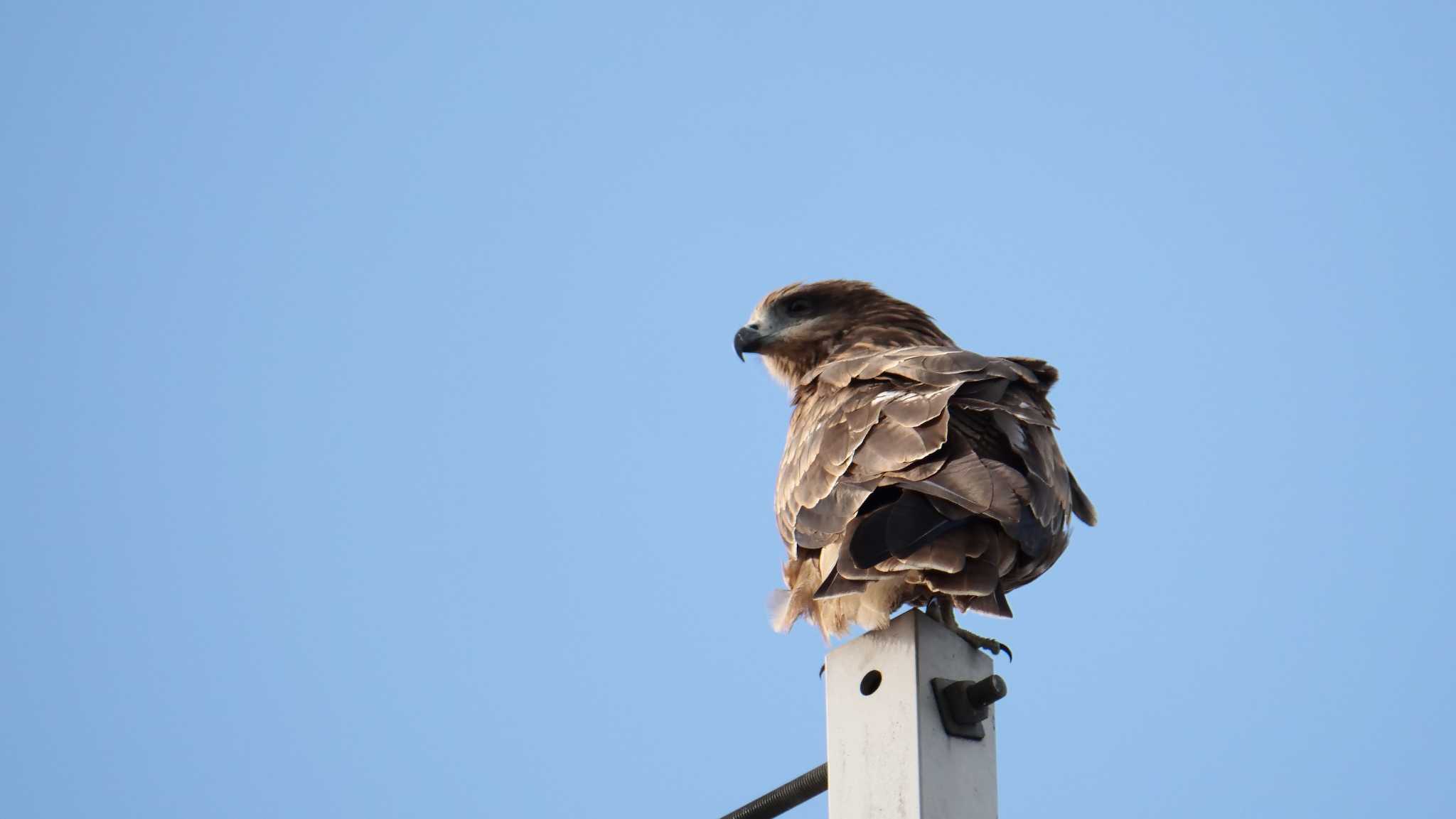 Photo of Black Kite at 京都市 by コゲラ