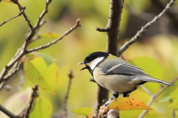 Japanese Tit 夙川河川敷緑地(夙川公園) Sat, 10/8/2022