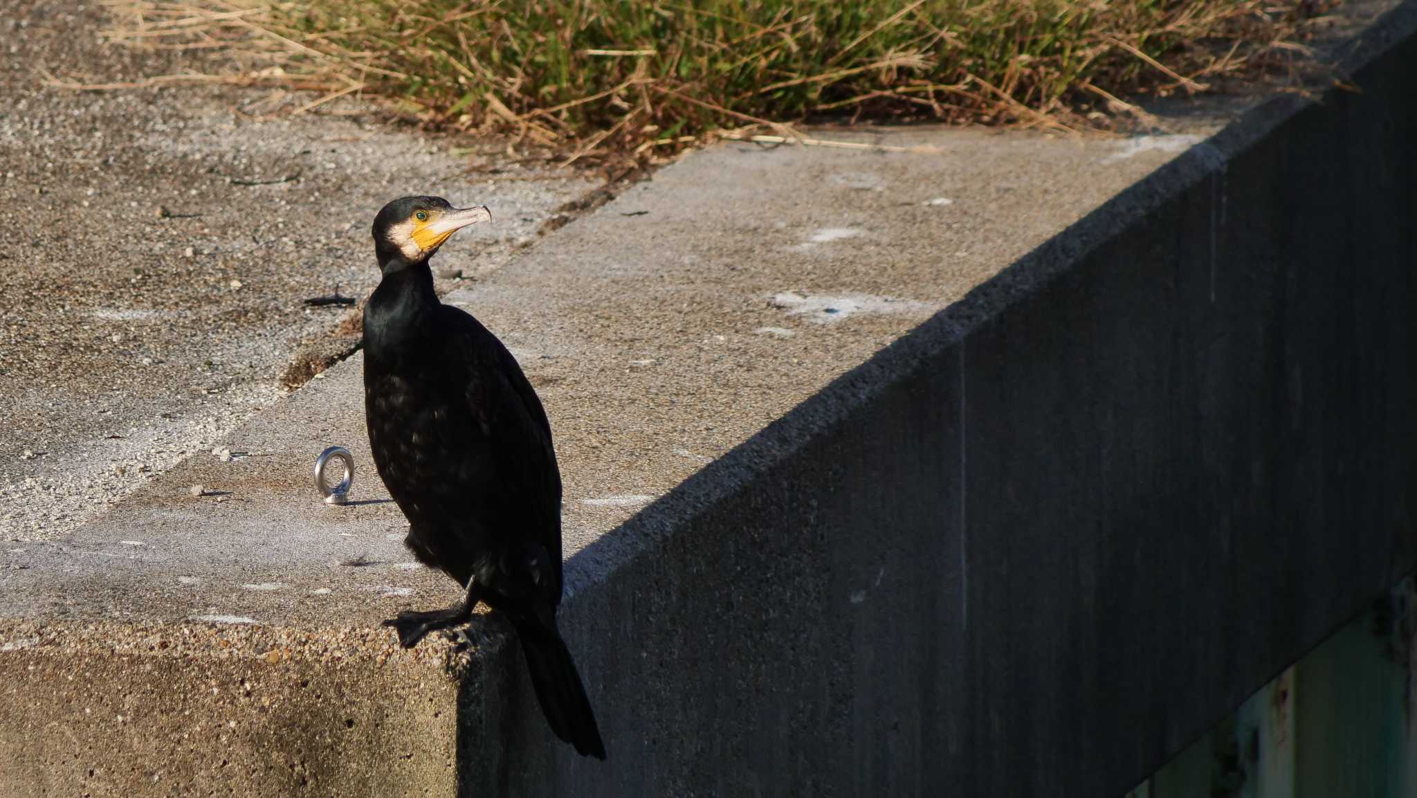 Photo of Great Cormorant at 京都市 by コゲラ