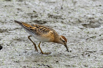 Sharp-tailed Sandpiper Isanuma Sat, 10/8/2022