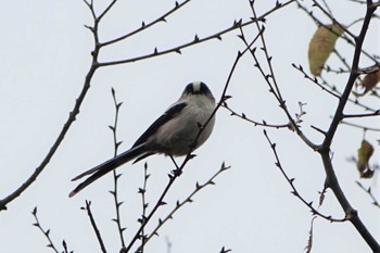 2022年10月9日(日) ロクハ公園(滋賀県草津市)の野鳥観察記録