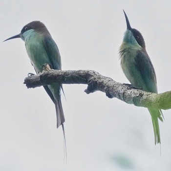 Blue-throated Bee-eater Khao Mai Keao Reservation Park Thu, 10/6/2022