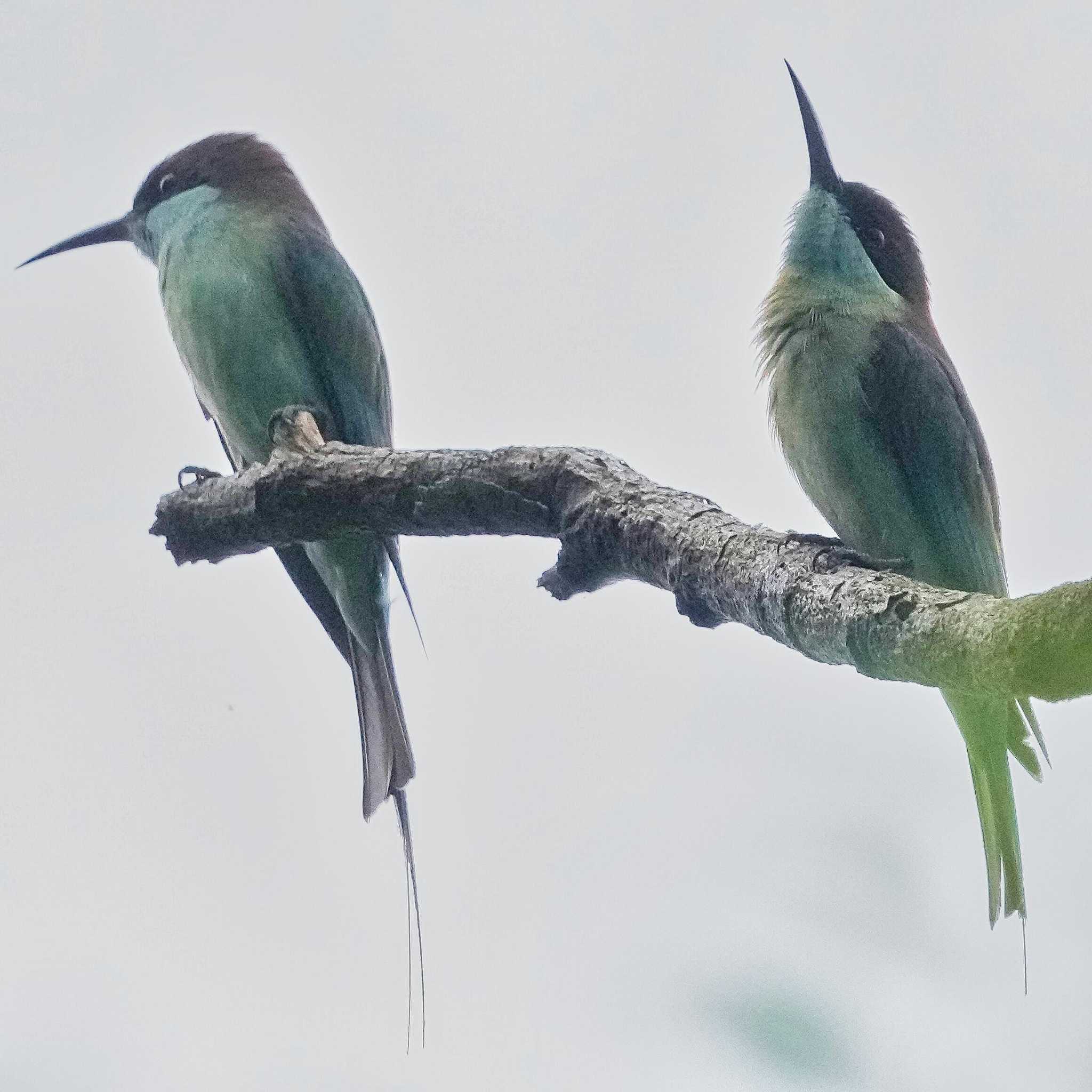 Khao Mai Keao Reservation Park ルリノドハチクイの写真 by span265