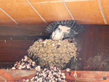 Barn Swallow Unknown Spots Sun, 6/26/2022