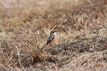 Mon, 1/3/2011 Birding report at Gonushi Coast