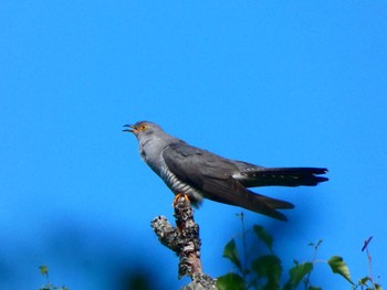 Common Cuckoo Senjogahara Marshland Sat, 6/25/2022