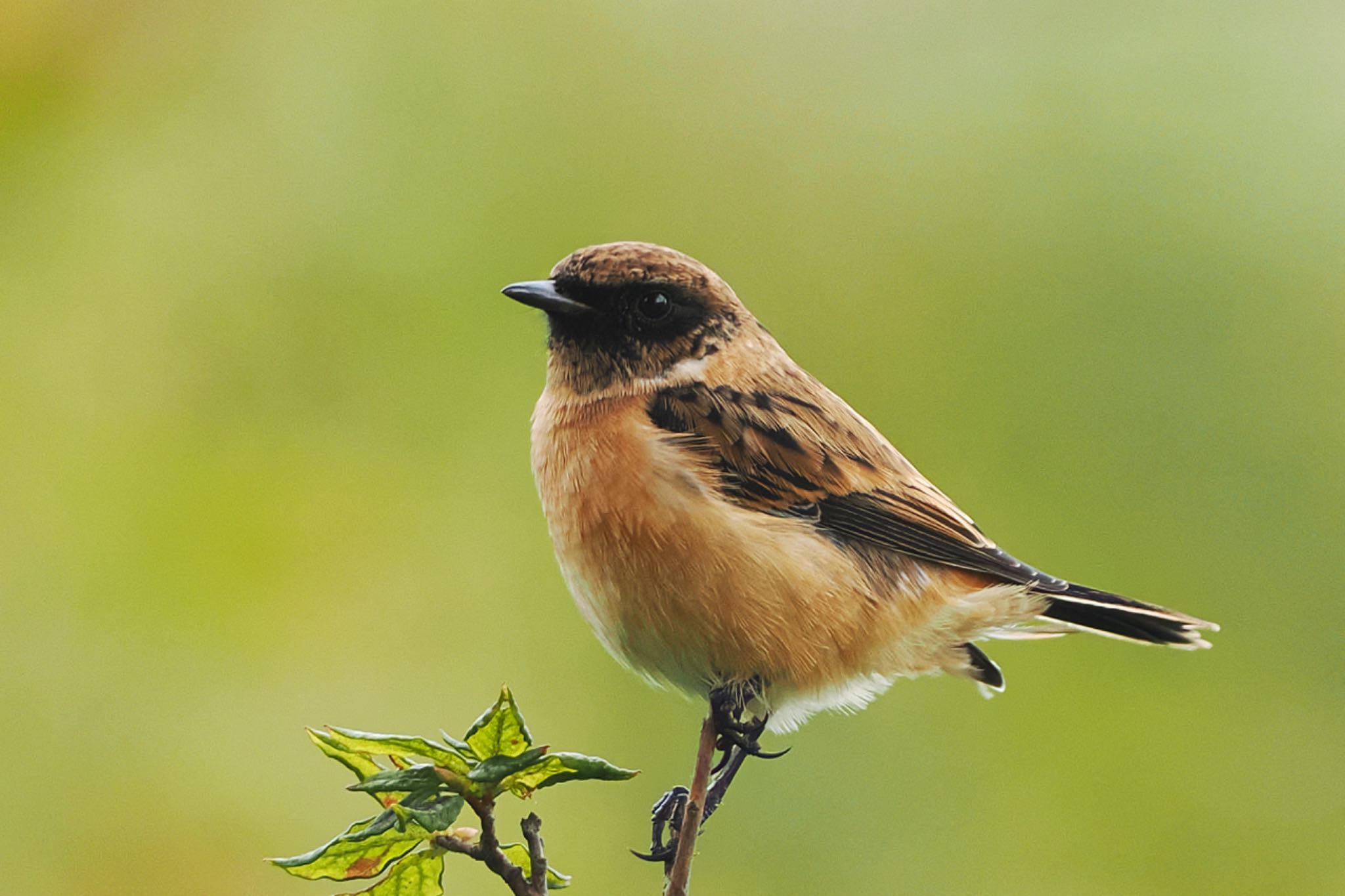 Amur Stonechat