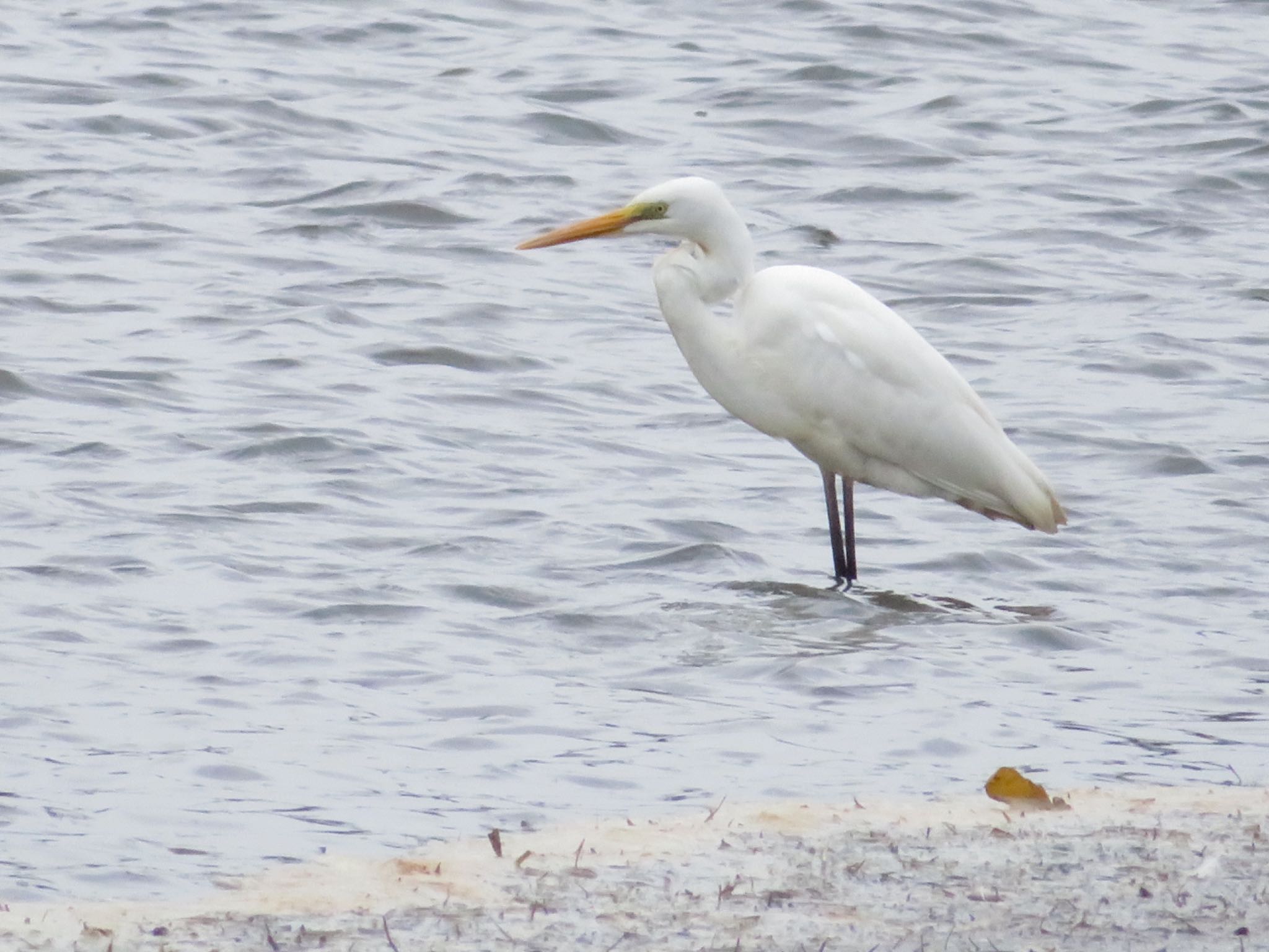 Photo of Great Egret at Lake Utonai by ユウ@道民