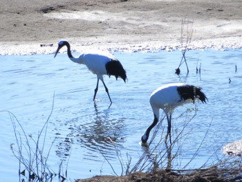 2022年10月9日(日) 十勝北部の野鳥観察記録