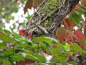 Mon, 10/3/2022 Birding report at Lake Utonai