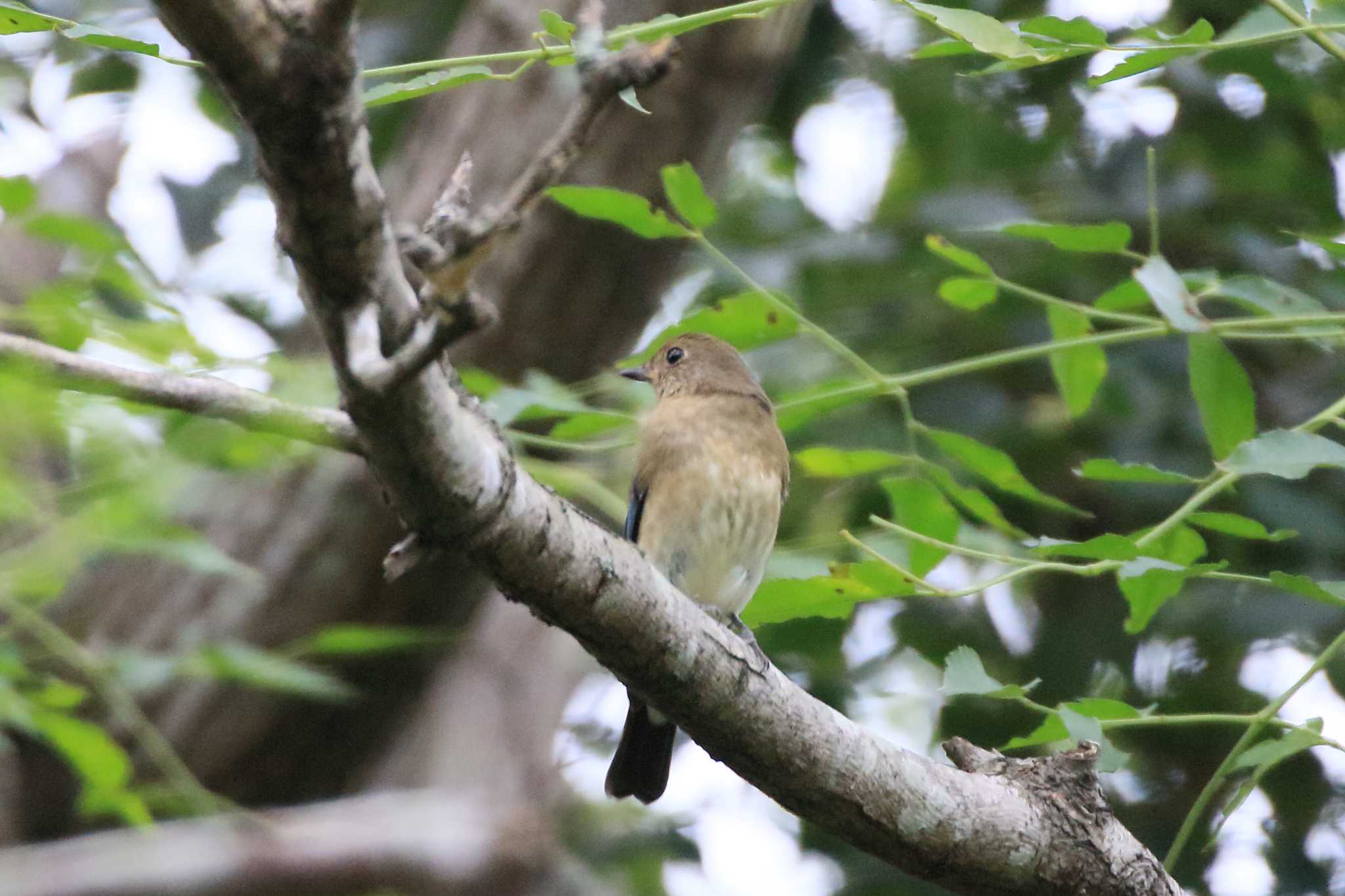 Photo of Blue-and-white Flycatcher at 祖父江ワイルドネイチャー緑地 by ごろう