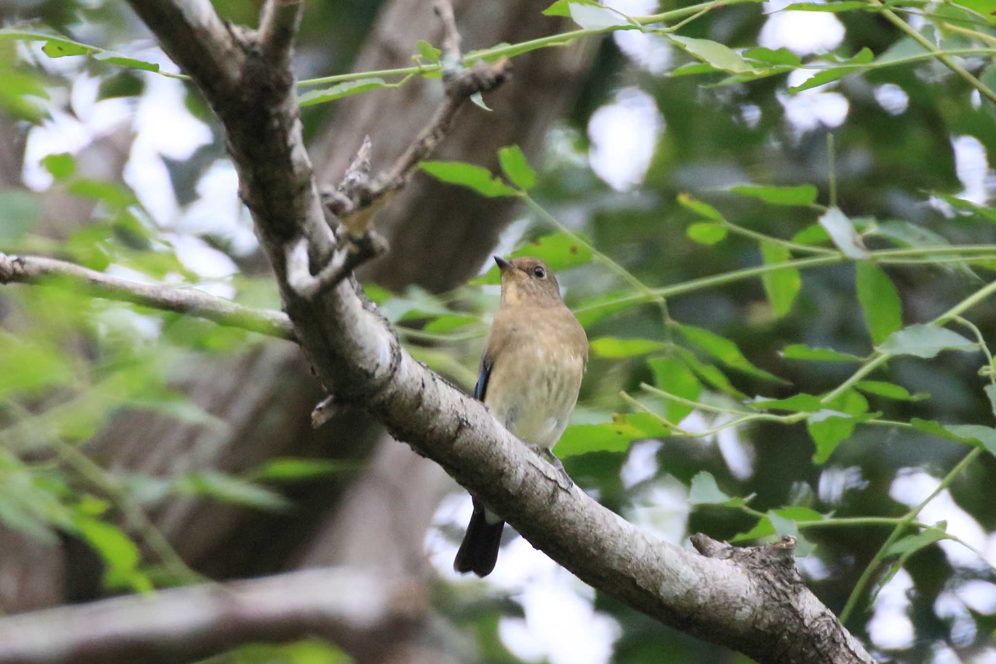 Photo of Blue-and-white Flycatcher at 祖父江ワイルドネイチャー緑地 by ごろう