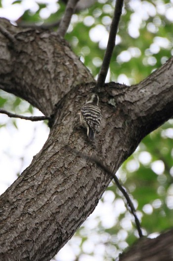 Japanese Pygmy Woodpecker 祖父江ワイルドネイチャー緑地 Sun, 10/9/2022
