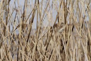 Common Reed Bunting Gonushi Coast Mon, 2/10/2014