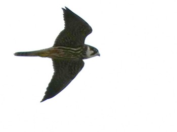 2022年10月3日(月) 伊良湖岬の野鳥観察記録