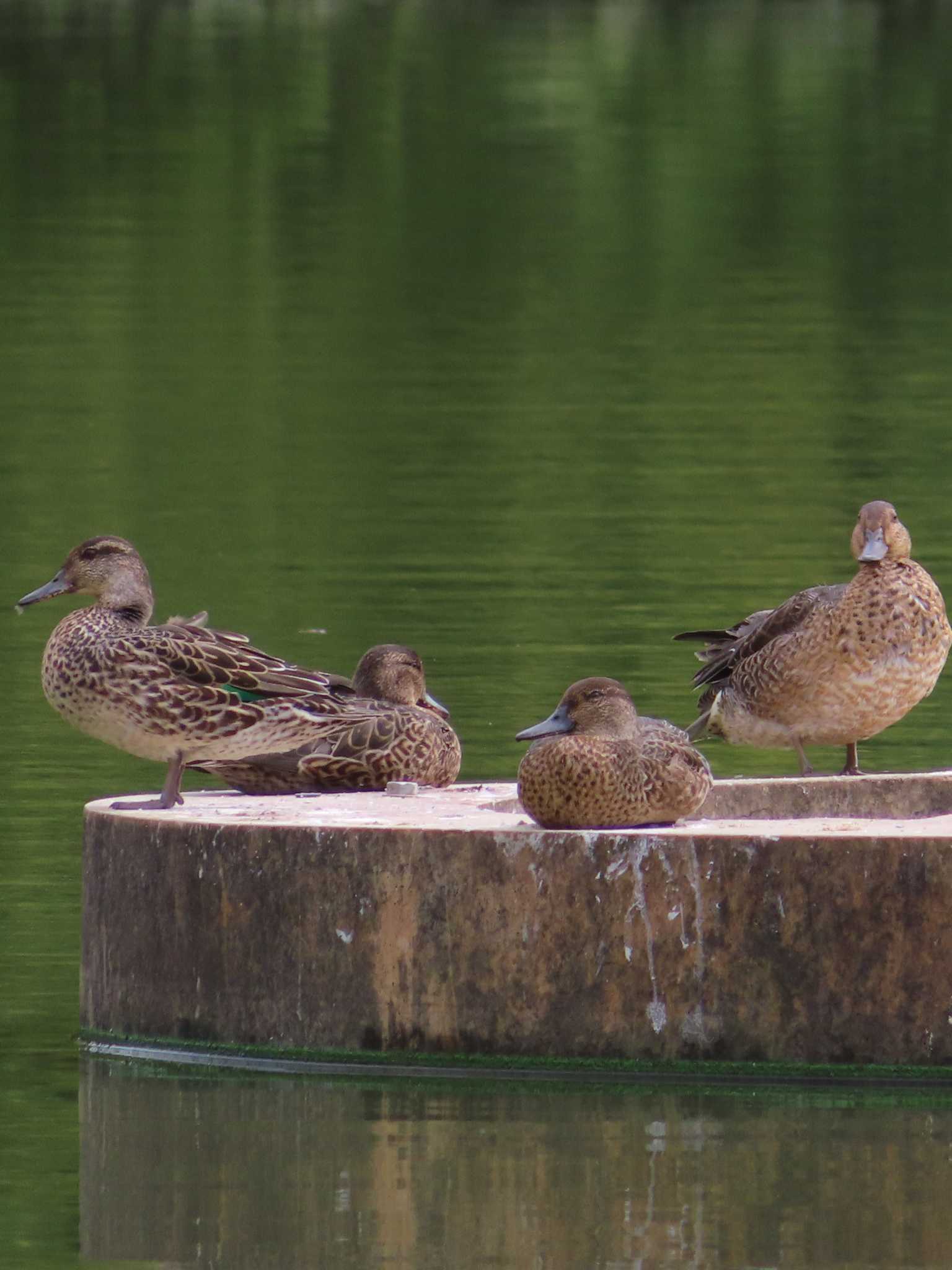 大池親水公園 コガモの写真