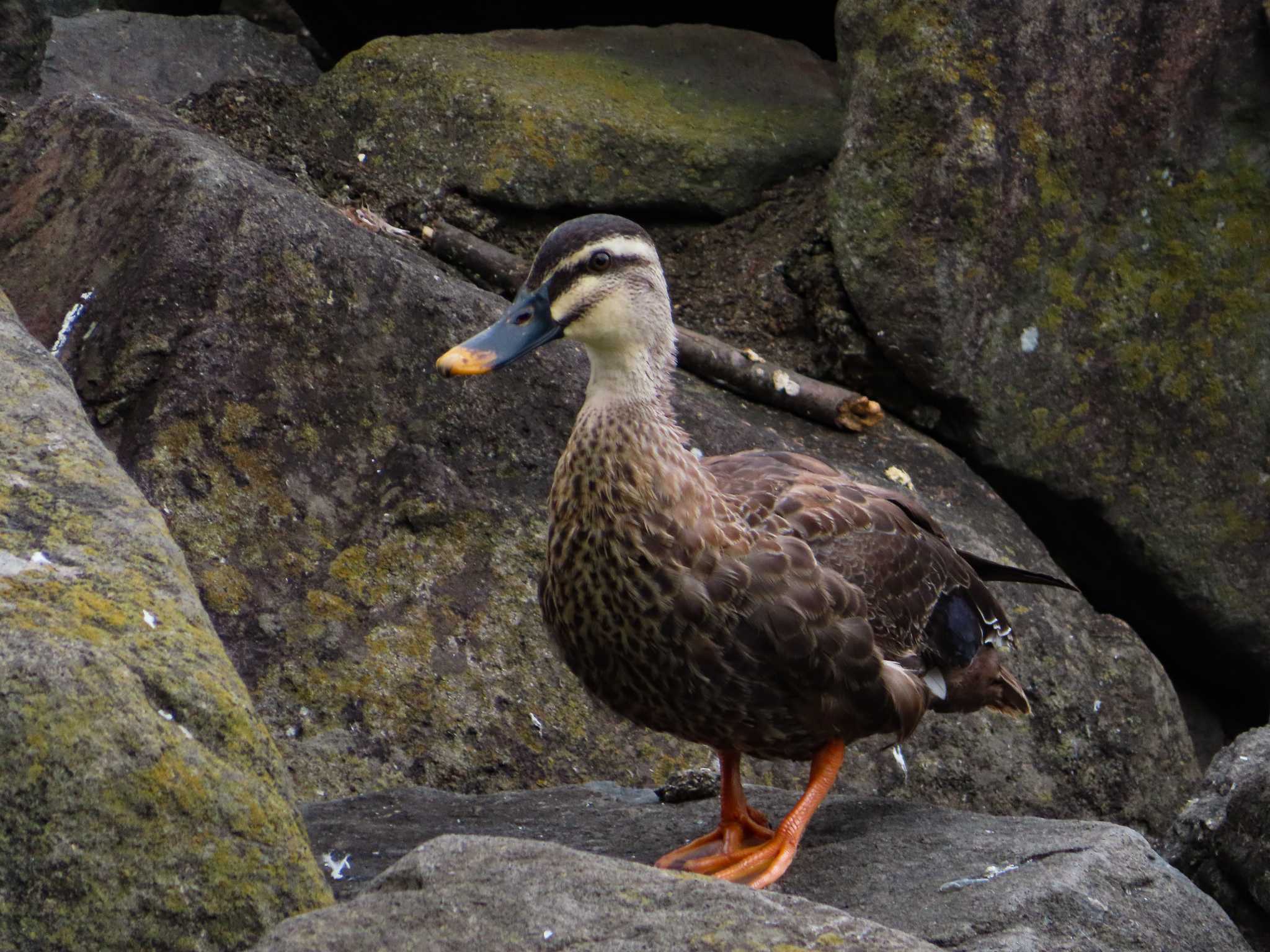 大池親水公園 カルガモの写真