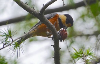 2022年10月9日(日) めじろ遊園の野鳥観察記録