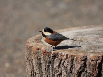 2013年2月25日(月) 明治神宮の野鳥観察記録