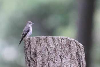 Grey-streaked Flycatcher 堺市内 Sun, 10/9/2022