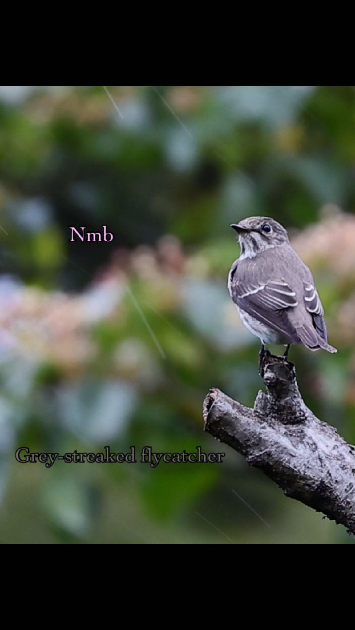 Photo of Grey-streaked Flycatcher at  by soul number