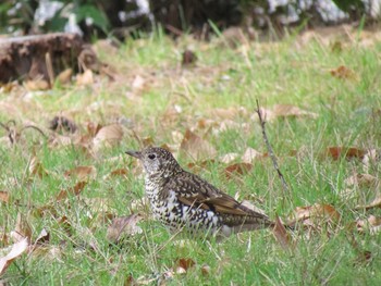 2011年3月6日(日) 京都御苑の野鳥観察記録