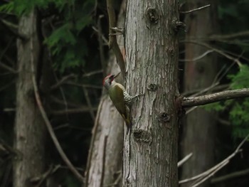 Japanese Green Woodpecker 紀の川市 Sun, 10/9/2022