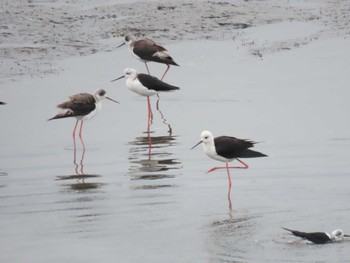 2022年10月9日(日) 土留木川河口(東海市)の野鳥観察記録