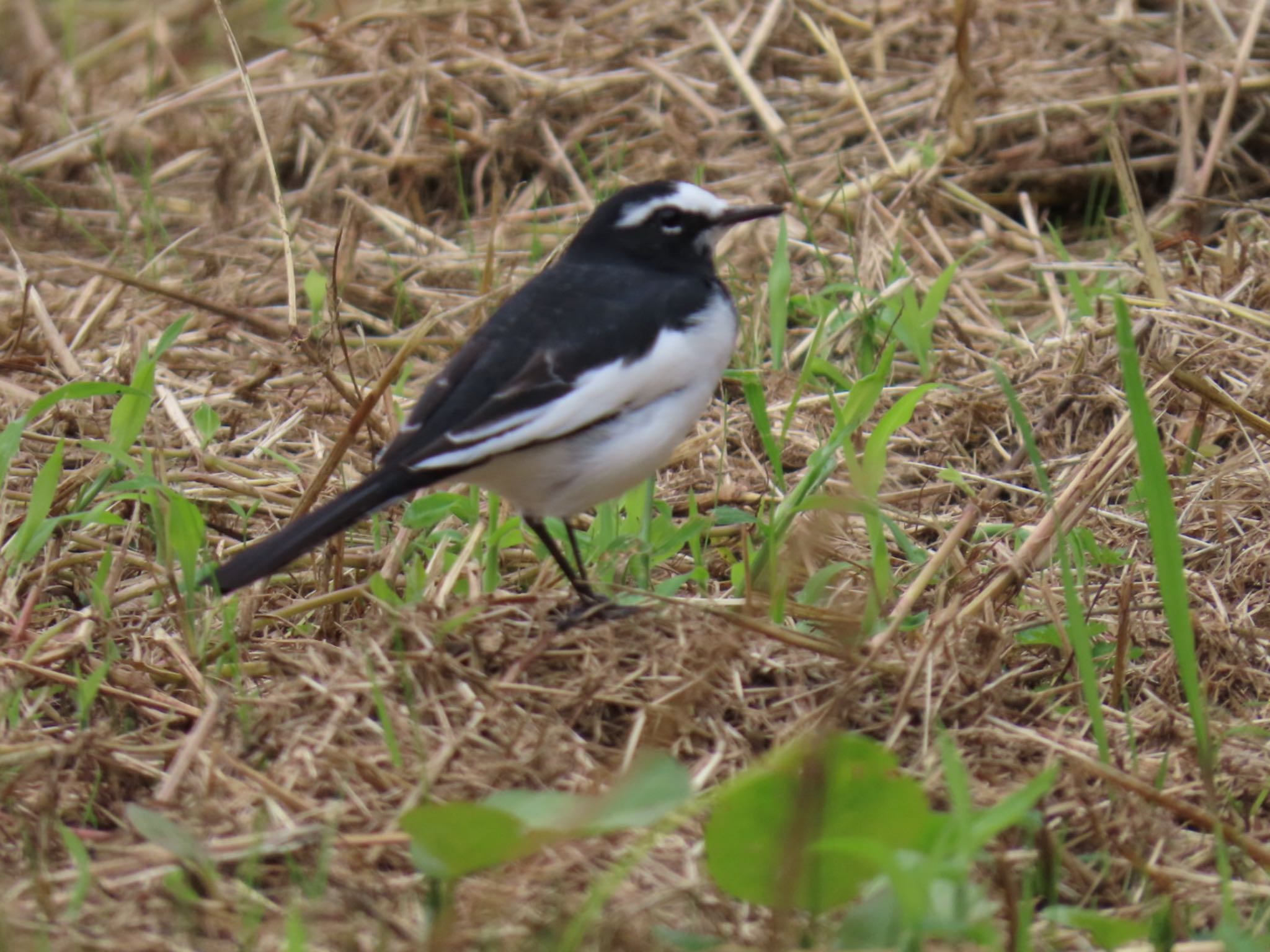 Photo of Japanese Wagtail at Mizumoto Park by toritoruzo 