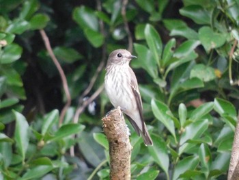 エゾビタキ 弥富野鳥園 2022年10月9日(日)