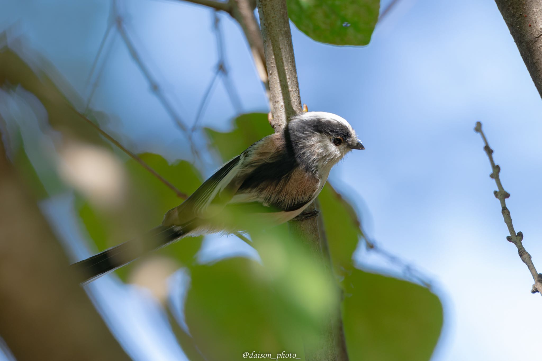 東京港野鳥公園 エナガの写真 by Daison