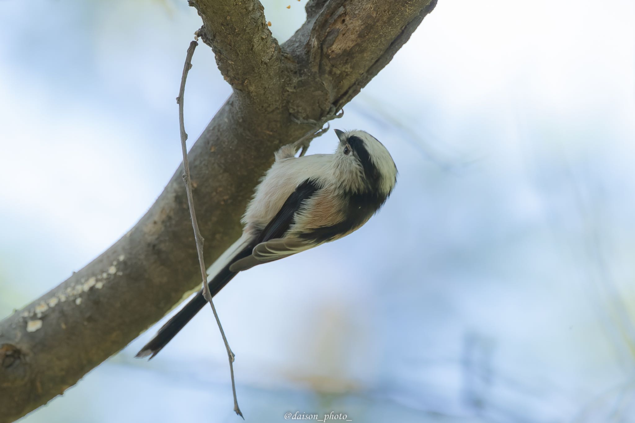 東京港野鳥公園 エナガの写真 by Daison