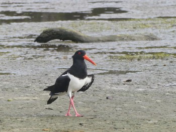 オーストラリアミヤコドリ Taren Point Shorebird Reserve, NSW, Australia 2022年10月9日(日)