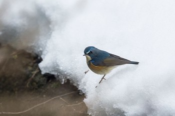 ルリビタキ 場所が不明 2018年2月10日(土)